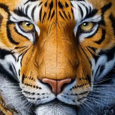 Тигры категория