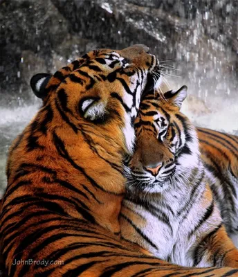 Tiger Romance | Tiger spirit animal, Tiger love, Wild cats