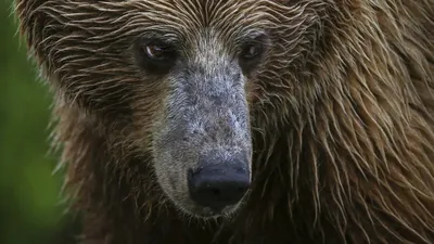 Скальпированные медведем в Чаянде мужчины пришли в сознание