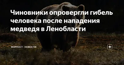 Ученый рассказал, как избежать трагедии при встрече с медведем - Российская  газета