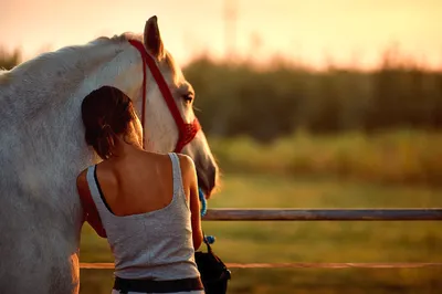 лошади / человек и лошадь ◇ horse and human