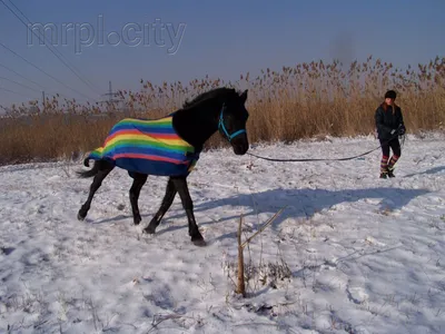 люди верхом на лошадях конный спорт PNG , дерево, Путешествовать, лошади  PNG картинки и пнг рисунок для бесплатной загрузки