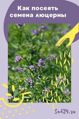 Как посеять семена люцерны: выращивание, посев и уход | Растения,  Однолетние цветы, Сад