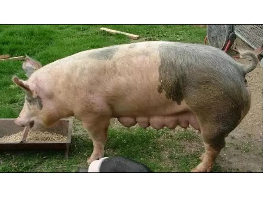 Ливенская свинья