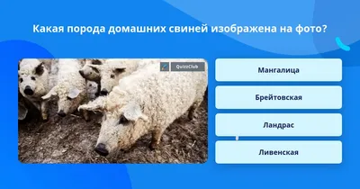 Топ 10 пород свиней для фермерского хозяйства | Своё Фермерство: всё об  агробизнесе и фермерстве | Дзен