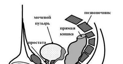 Остеопат в Литве/Osteopatas Lietuvoje - Врач-гинеколог Арнольд Кегель  впервые рассказал о важности разработанной им системы упражнений в 1948  году. Изначально она предназначалась для женщин, испытывающих проблемы с  недержанием мочи, страдающих ...