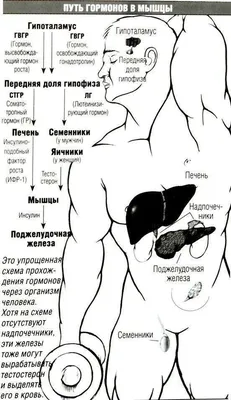 Лучевая анатомия (КТ, МРТ анатомия) тазового дна у женщин