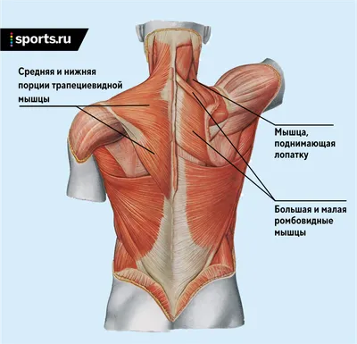 Тестостерон: истории из жизни, советы, новости, юмор и картинки — Все посты  | Пикабу