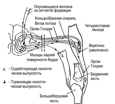 Искусство управления интимными мышцами. Секреты великих обольстительниц  мира (fb2) | Флибуста