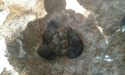 Бурятские волчатники: Логово волков мы находим по следам