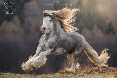 ломовая лошадь Ломовая лошадь фото #yandeximages | Painted horses, Cheval  de trait belge, Chevaux clydesdale