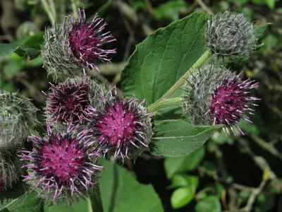 Фотокаталог растений: Лопух паутинистый (Arctium tomentosum)