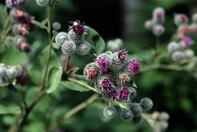 Фотокаталог растений: Лопух паутинистый (Arctium tomentosum)