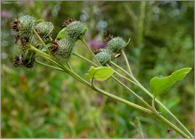 Лопух паутинистый (Arctium tomentosum)