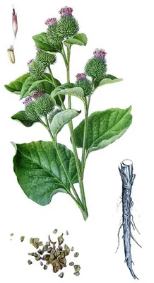 Лопух большой (Arctium lappa) * Дикоросы