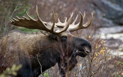 Лось лосей или Eurasian, Tufted олени, косули или лань, иллюстрация вектора  оси нарисованная рукой, выгравировали дикие животных Иллюстрация вектора -  иллюстрации насчитывающей громоздкого, колорадо: 91717610