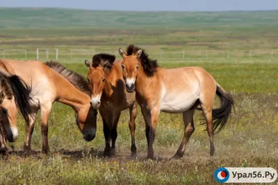 Еще один жеребенок лошади Пржевальского родился в России