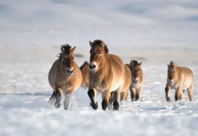 Фотографы «Синьхуа» показали жизнь лошадей Пржевальского в их родных краях  - Газета Труд