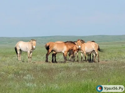 Лошади Пржевальского В Прериях — стоковые фотографии и другие картинки Лошадь  Пржевальского - Лошадь Пржевальского, Лошадь, Без людей - iStock