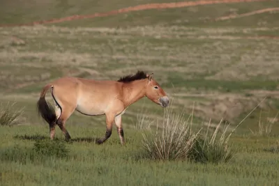 Лошадь Пржевальского клонировали для выживаемости вида