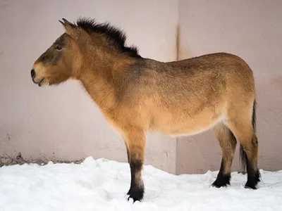 Przewalski's horses in the Chernobyl zone in winter | Film Studio Aves -  YouTube