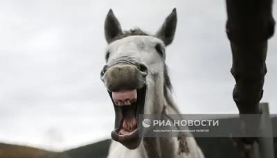 Картина на холсте \"Ржать, лошадь, ворчать\" 120x90 см. с алюминиевым  подвесом, в тубусе - купить по низкой цене в интернет-магазине OZON  (554154451)