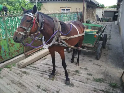 Коллекционная масштабная модель 1:43 Лошадь с повозкой