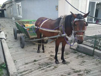 Игрушка СССР электромеханическая \"Лошадь с повозкой\", (Дикий Запад) клеймо  — покупайте на Auction.ru по выгодной цене. Лот из - Другие страны -, Уфа .  Продавец Нукен. Лот 152695858291213