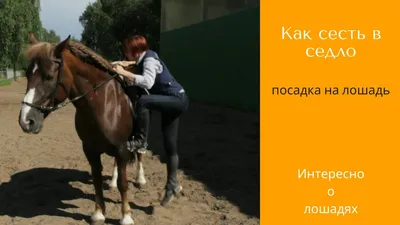 Одно седло на двух лошадей - мнение конных экспертов | Horse-Rehab.Ru