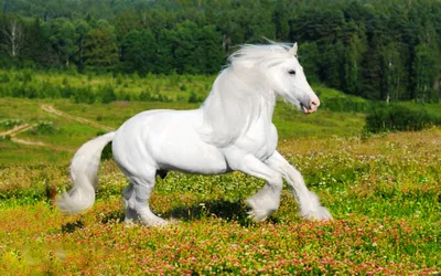 Картинка Белая лошадь на лужайке » Лошади картинки скачать бесплатно (310  фото) - Картинки 24 » Картинки 24 - скачать картинки бесплатно