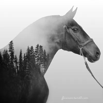 Белая лошадь - 43 фото