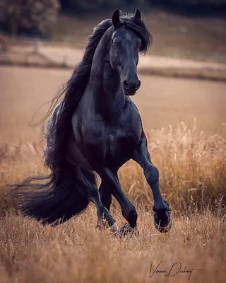 Черная лошадь - фото и картинки: 68 штук