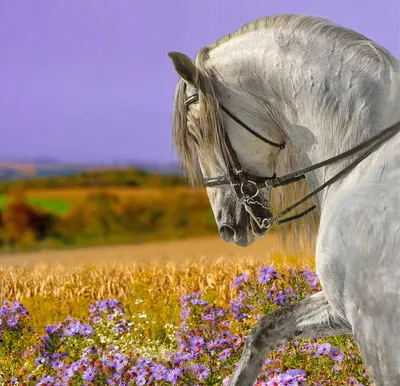 Статьи, Насколько умна ваша лошадь? | Prokoni.ru