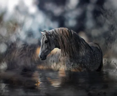 Фото Лошадь в воде. Фотограф Nataliorion