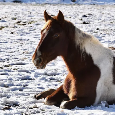 Лошадь спасли по пути на скотобойню в Алматинской области - 22.12.2021,  Sputnik Казахстан