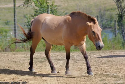 Дикая лошадь - Лошади | Некоммерческий учебно-познавательный  интернет-портал Зоогалактика