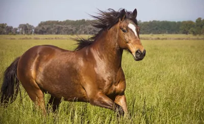 Лошади: интересные факты о самых благородных животных 🐎 | ЗооБлог