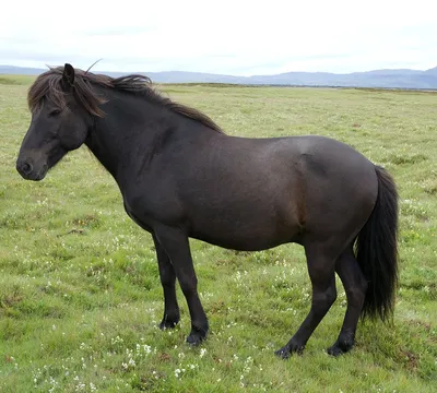 Исландская лошадь — Википедия