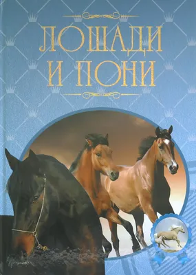 Карета Лошадь Пони Верблюд Лама Сани Фаэтон в Алматы (id 43931264),  заказать в Казахстане, цена на Satu.kz