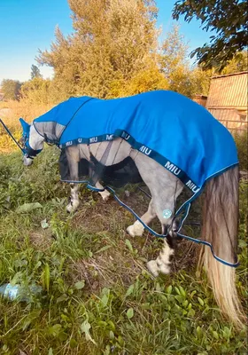 На Мане пять лет пахали в поле, а потом едва не продали на мясо»: в  Ярославле спасенные лошади «ставят» на ноги детей с ДЦП - KP.RU