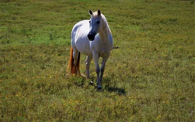 Летом paddock лошади стоковое фото. изображение насчитывающей продукт -  190439490