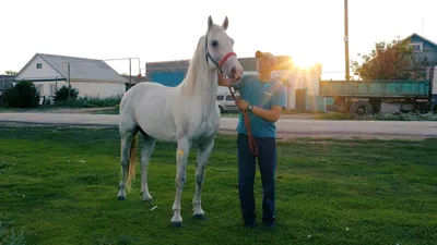 Tkachenkodressage