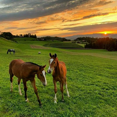 лошади, кони, луг, лошади на лугу, лошади в поле, закат | Fotografie di  cavalli, Foto di cavalli, Natura