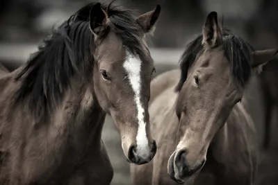 Скачать обои лошади, кони, грива, horse, horses разрешение 480x272 #153236