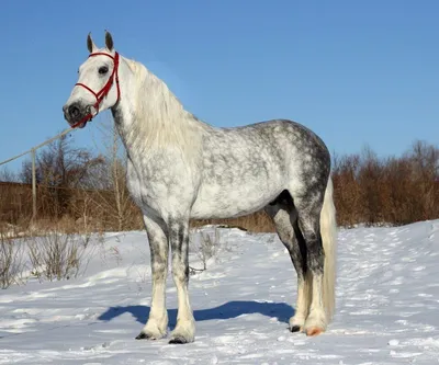 Лошадей орловской породы фото