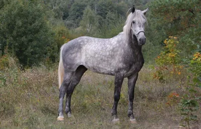 Лошадей орловской породы фотографии