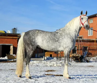 Один из производителей хозяйства. Менгирь ( Никотин - Морфология),2005.  Победитель таких призов, как Мемориал.. | ВКонтакте