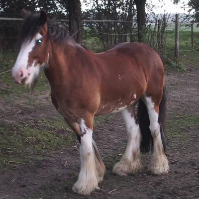 Breyer Коллекционные лошадки Traditional - «Если лошади - ваше всё, то  фигурки Breyer обязаны быть в коллекции» | отзывы