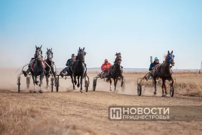 Наездник на лошади арт - 67 фото