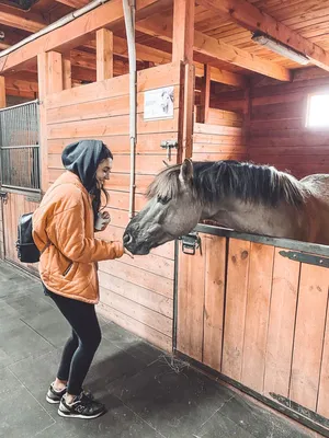 Фото в конюшне | Horses, Horse girl, Animals